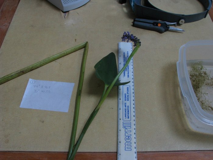 site1pickerel weed
